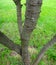Stem orÂ trunk of sappanwood